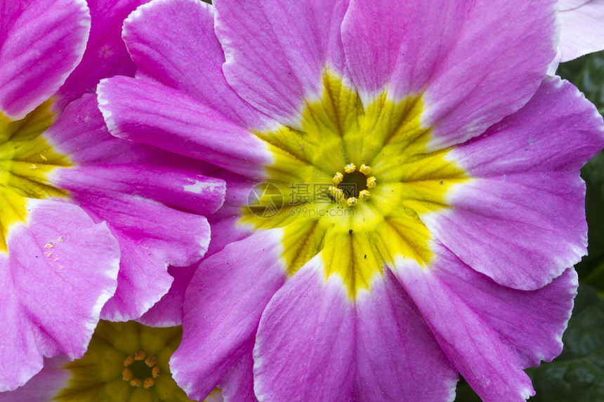 鲜花季节花园花朵植物花瓣花束雏菊叶子场地荒野图片