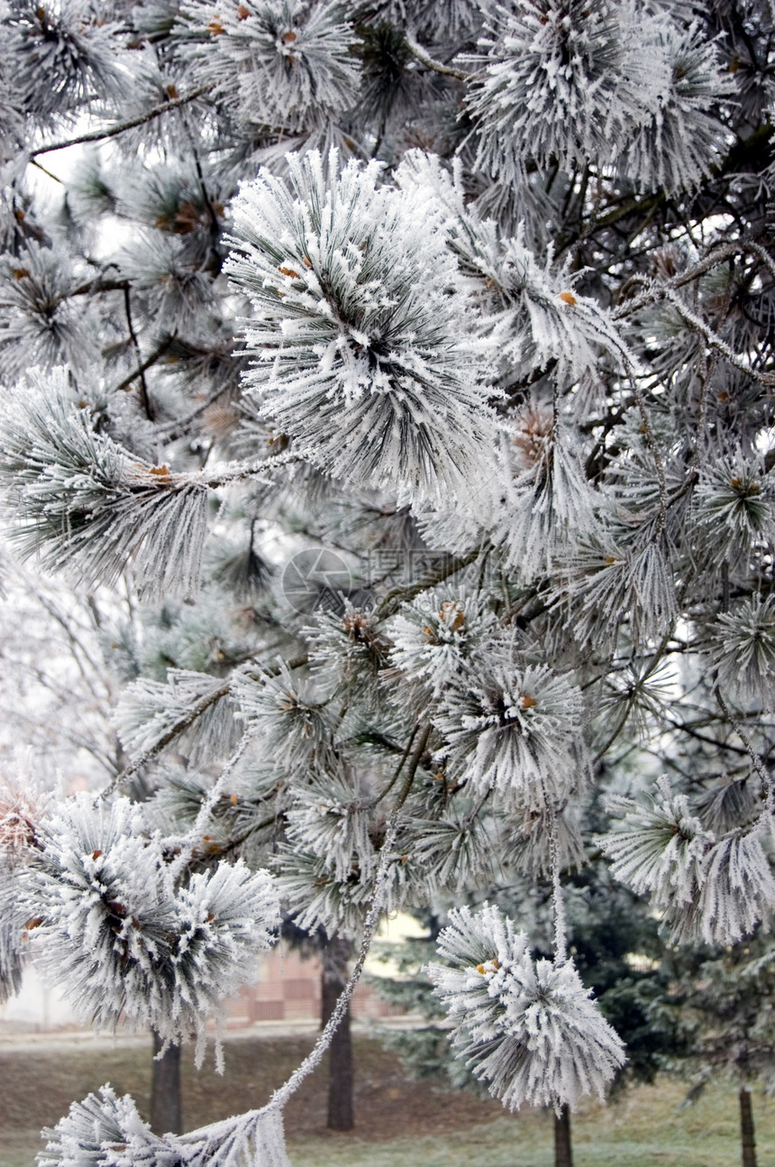 霜季节天气公园树木图片