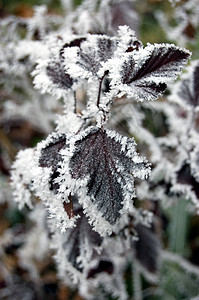 霜天气树木公园季节背景图片