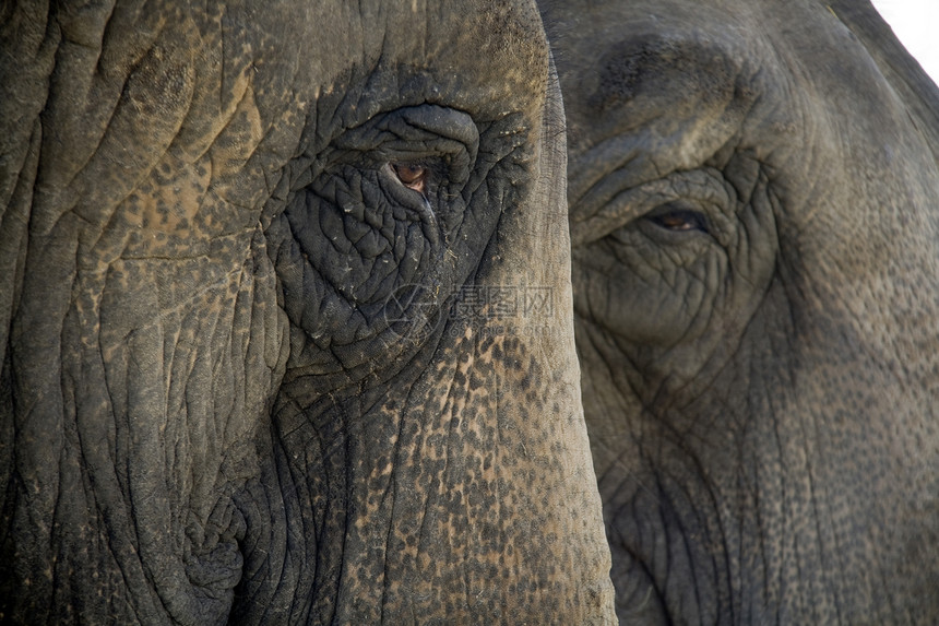 大象岩石动物动物群图片