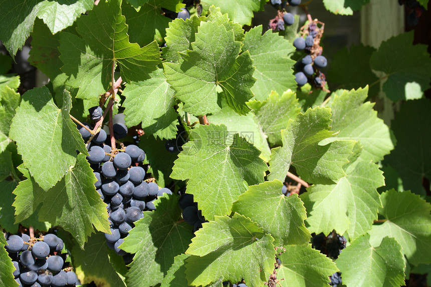 蓝葡萄季节葡萄园植物酒厂叶子甜点营养栽培农业果汁图片