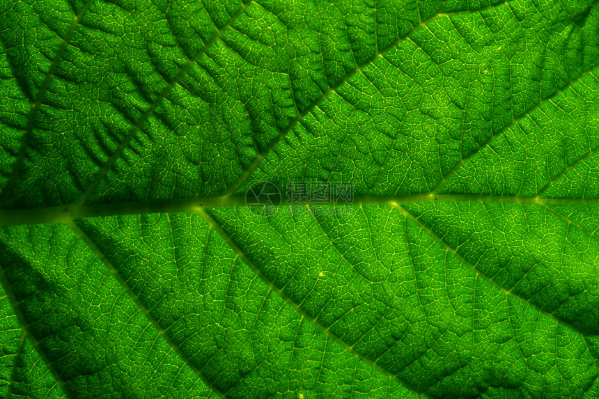 绿叶生活叶子植物白色繁荣草本植物宏观植物群绿色太阳图片