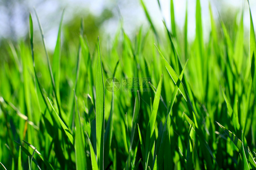 绿草花地平线国家阳光土地农场蓝色太阳天气植物环境图片