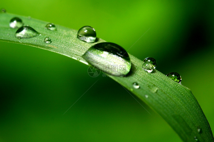 自然自流水生活天气雨滴液体宏观草地叶子绿色水滴生长图片