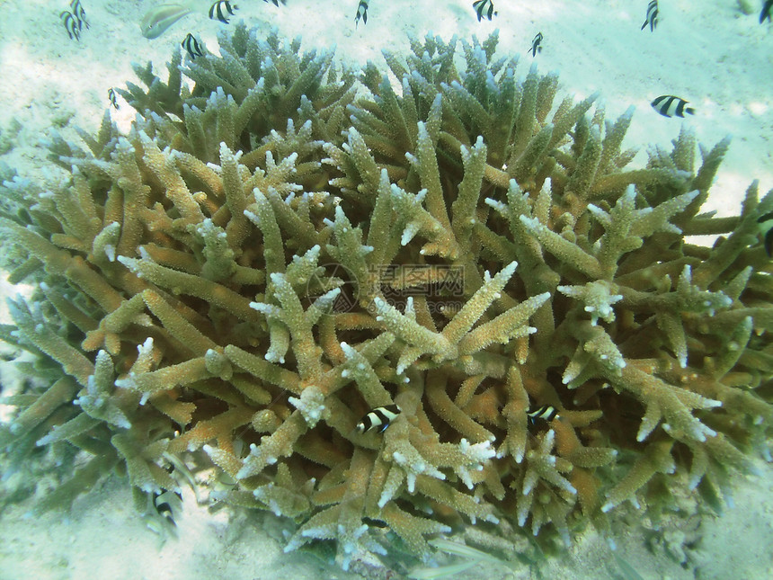 珊瑚的海底生物探索旗鱼运动殖民地学校异国旅行气泡旅游潜水图片