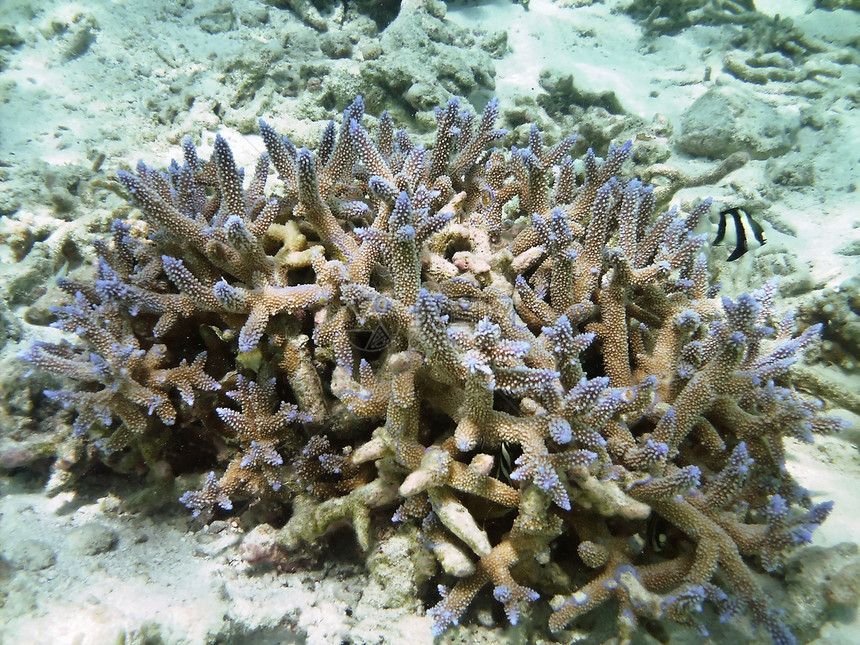 鱼类王国运动潜水员异国海景珊瑚海洋假期天蓝色情调热带图片