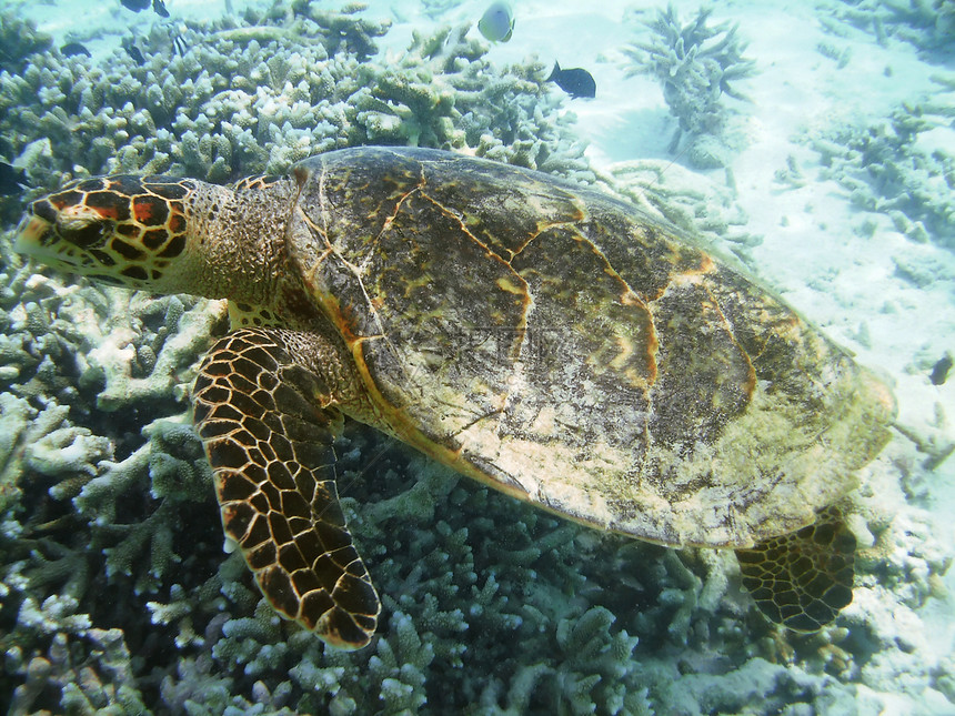 海龟和珊瑚礁浮潜异国动物学游泳海洋热带绿色蓝色屋礁潜水图片