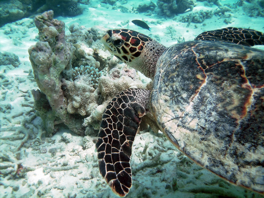 海龟和珊瑚礁绿色珊瑚异国蓝色甲壳浮潜潜水情调胸甲热带图片