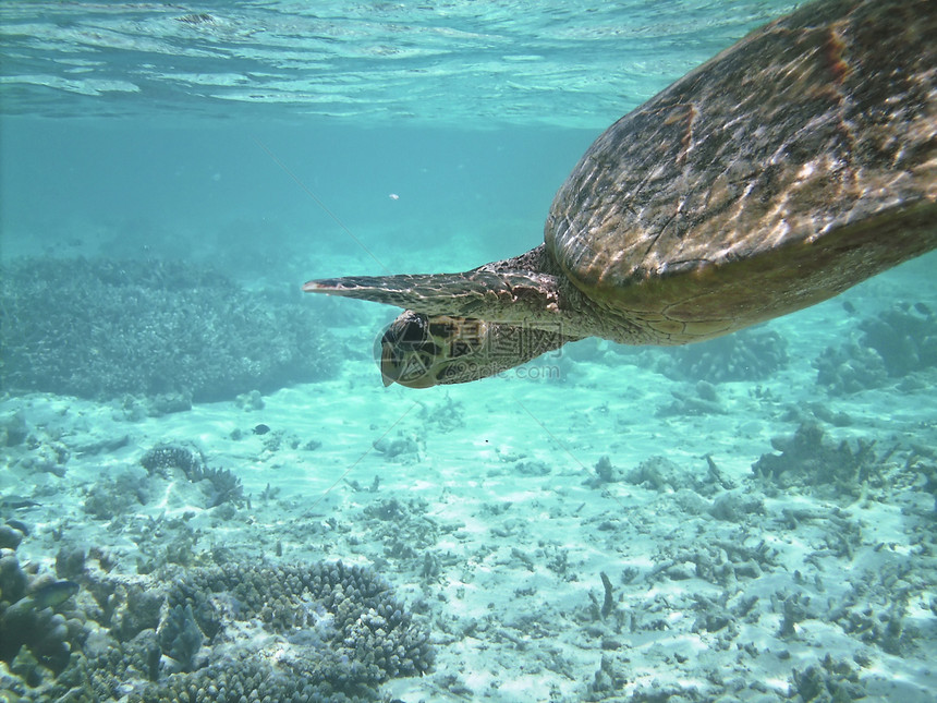海龟和珊瑚礁热带甲壳浮潜绿色情调海洋游泳屋礁异国珊瑚图片