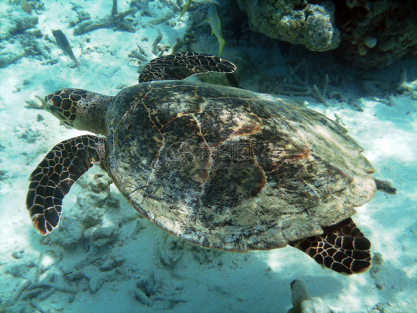 海龟和珊瑚礁绿色蓝色潜水珊瑚屋礁胸甲海洋异国游泳浮潜图片
