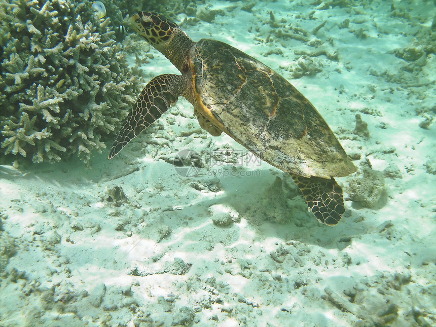 海龟和珊瑚礁甲壳潜水胸甲海洋游泳动物学绿色异国珊瑚运动图片