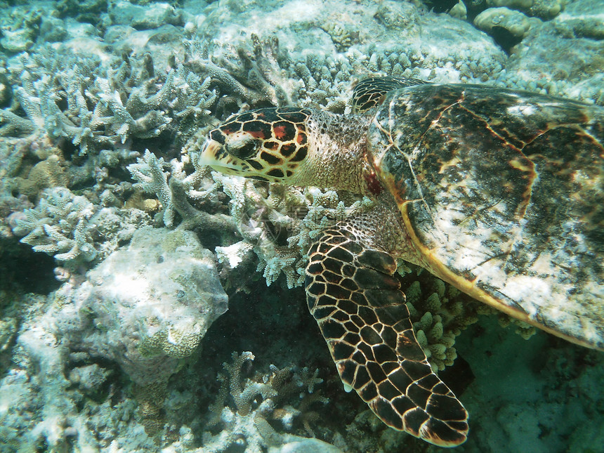 海龟和珊瑚礁热带游泳屋礁蓝色珊瑚绿色情调胸甲潜水浮潜图片