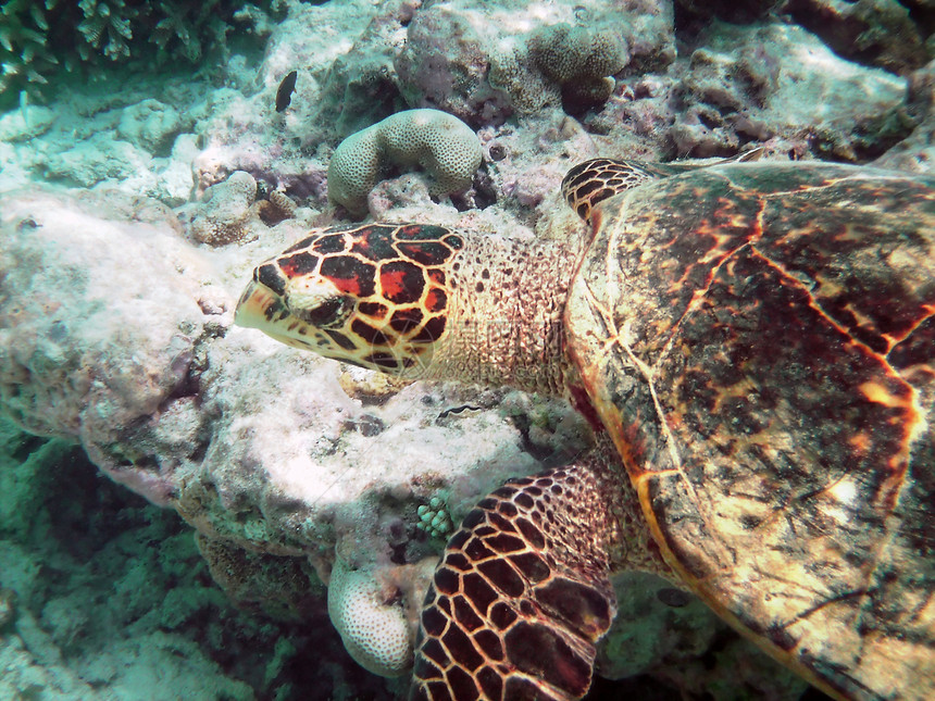 海龟和珊瑚礁热带蓝色运动异国情调珊瑚屋礁甲壳潜水浮潜图片