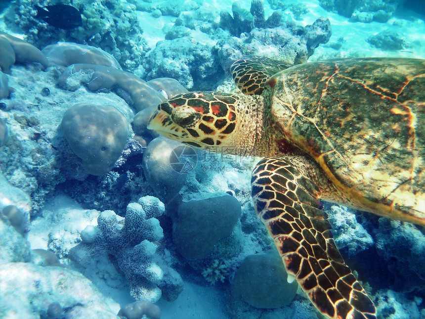 海龟和珊瑚礁海洋运动情调潜水甲壳热带浮潜绿色珊瑚动物学图片