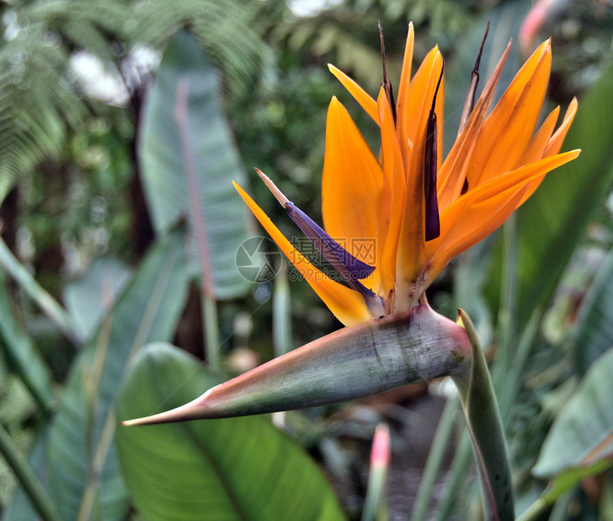 热带花园中的strelizia花朵图片