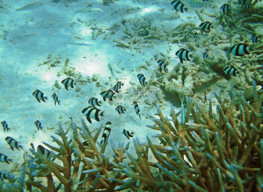 珊瑚的海底生物潜水旗鱼盐水尾巴殖民地热带情调旅游学校假期图片