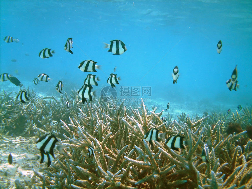 珊瑚的海底生物气泡运动尾巴盐水旅行热带旅游殖民地海洋情调图片