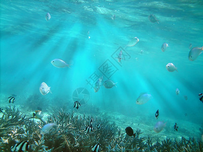 热夫雷鱼类王国海景彩虹射线珊瑚热带潜水肾上腺素海洋蓝色游泳背景