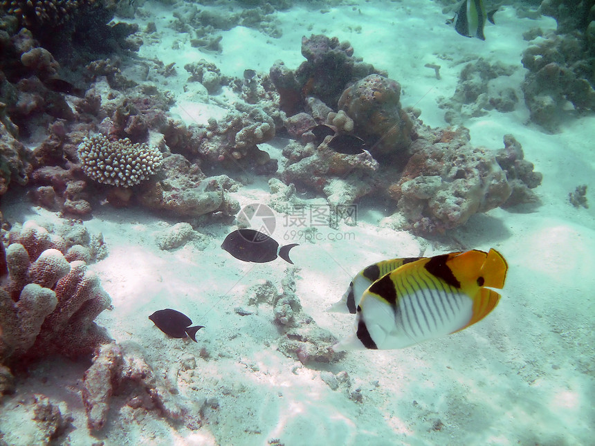 热带热带鱼类潜水黑色旅行盐水殖民地旅游情调蝴蝶探索气泡图片