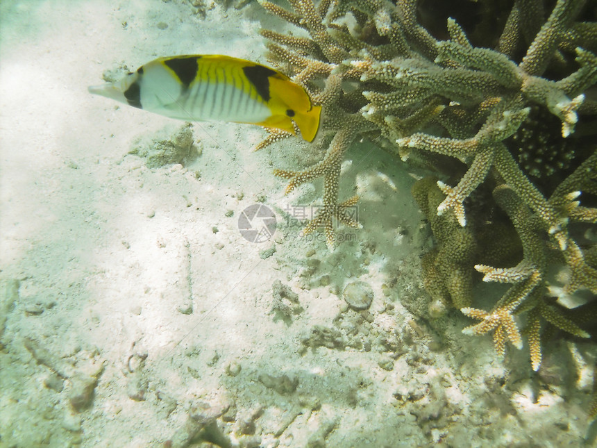 热带热带鱼类蝴蝶旅行盐水潜水旅游黑色蓝色气泡假期珊瑚图片