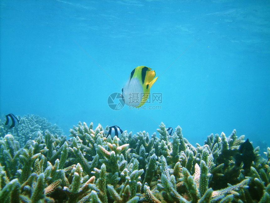 热带热带鱼类气泡黑色旅游海洋蒙面旅行潜水探索蝴蝶珊瑚图片