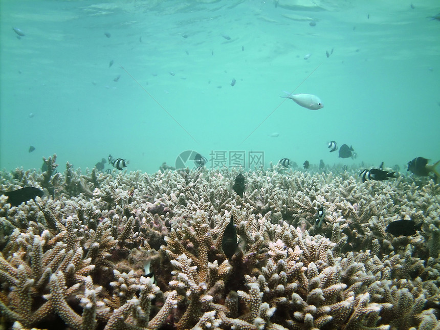 鱼类王国热带彩虹潜水员游泳潜水珊瑚天蓝色异国肾上腺素海洋图片