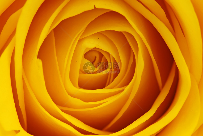 黄玫瑰宏园艺植物群朋友嫉妒生长花瓣花园香水礼物植物图片