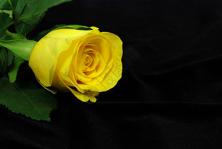 黑色的黄玫瑰火葬场礼物纺织品花瓣死亡周年婚姻树叶情人奢华背景图片