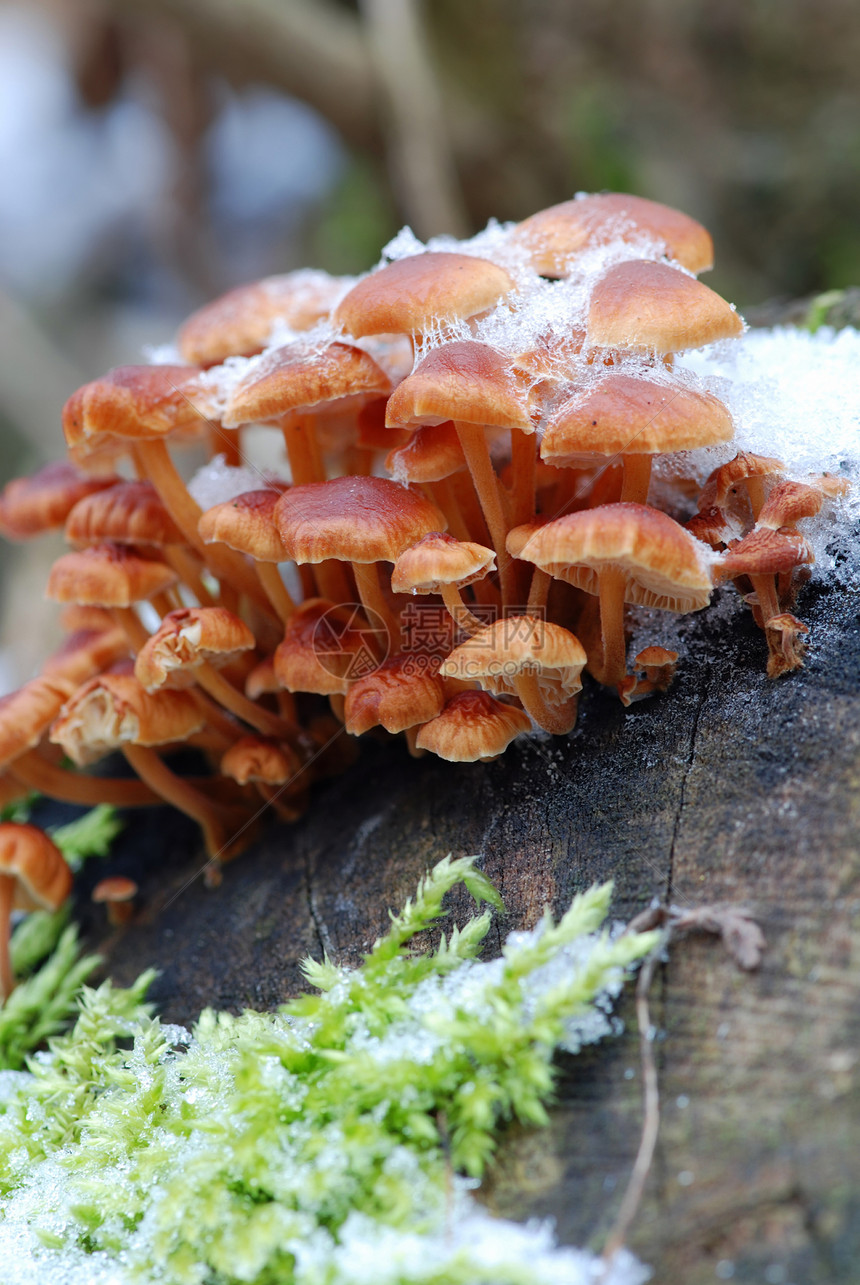 冬季的蘑菇图片