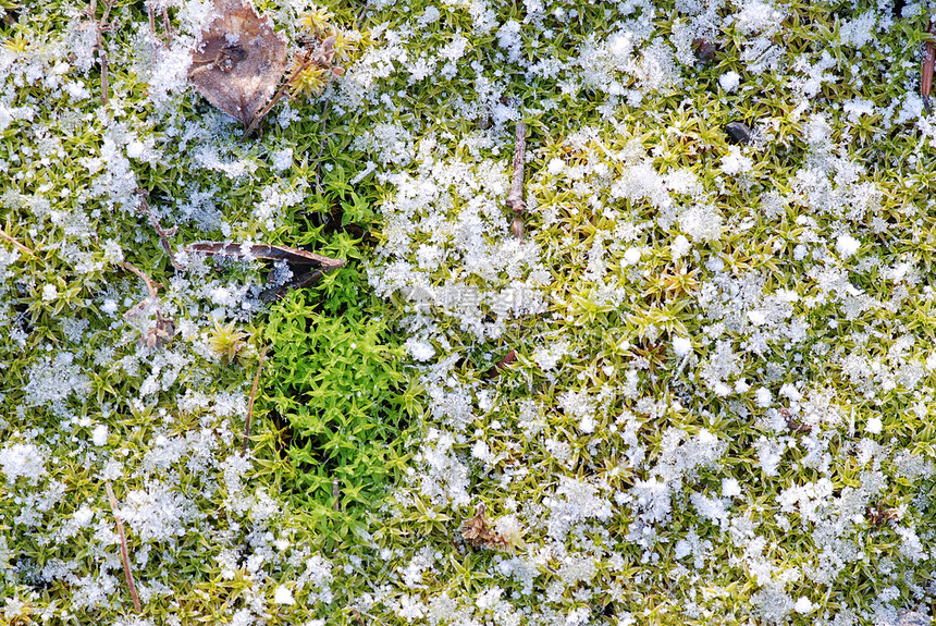 苔和雪图片