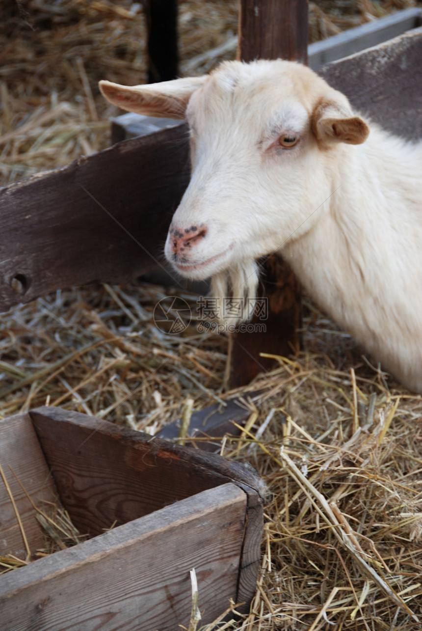 谷仓里的山羊农村野生动物动物奶制品环境说谎羊毛鹿角场地喇叭图片