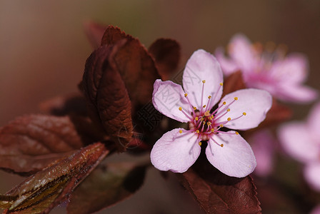 野苹果宏观风景粉色季节植物群花瓣植物淡紫色水果背景图片
