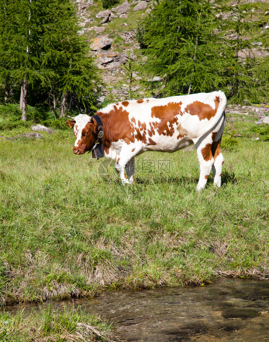 奶牛和意大利阿尔卑斯山风景远足旅游场景晴天场地爬坡农场高山岩石图片