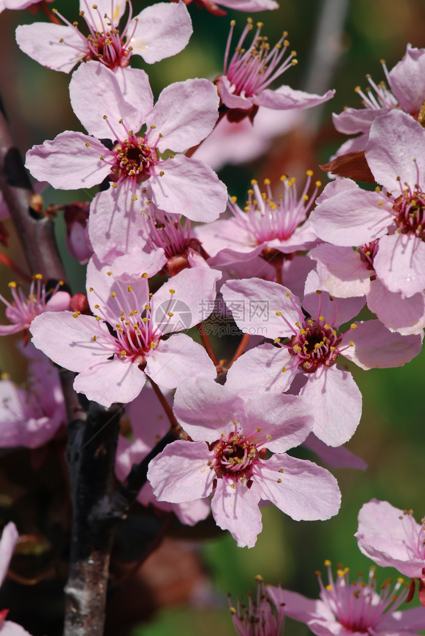 野苹果淡紫色风景粉色宏观植物群花瓣季节植物图片