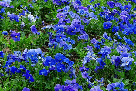 鲜花床紫色蓝色生长花园绿色树叶园艺高清图片