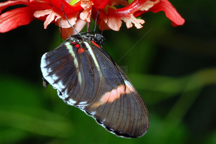 兰花上的蝴蝶荒野翅膀香味野生动物自由生长百合花瓣花朵昆虫图片