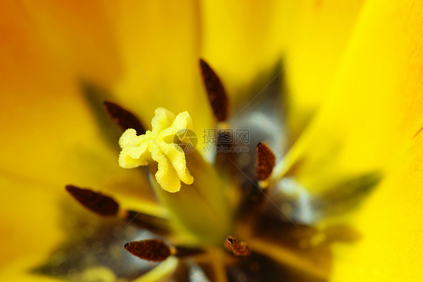 黄色郁金香礼物季节性花瓣花园生长植物宏观植物群花店图片