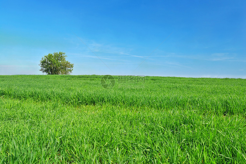 春天的树木草地农场天空场地农业农田自由晴天爬坡场景图片