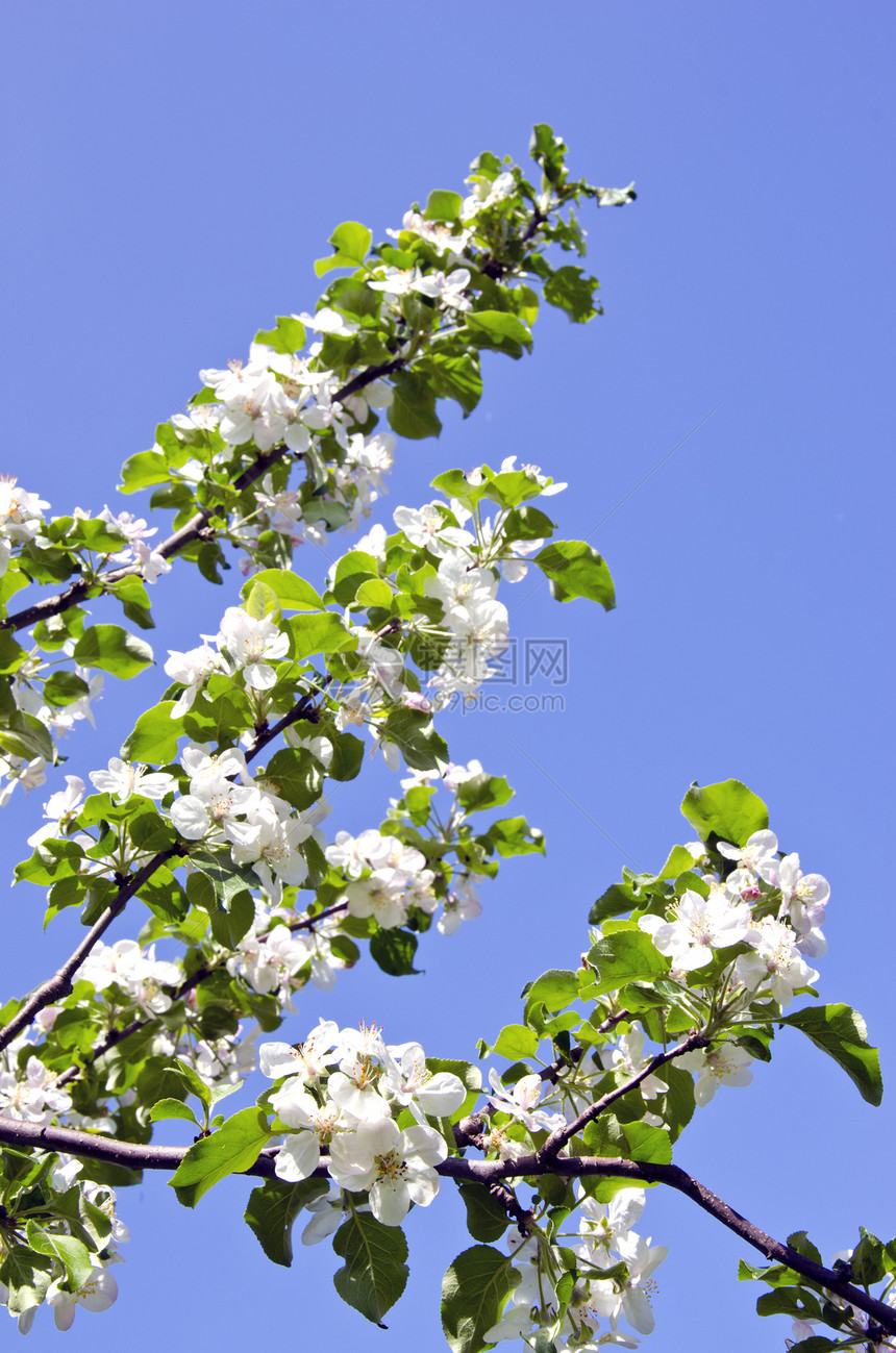 白苹果树芽盛开春天背景枝条食物植物生长季节蓝色水果花瓣香气植物群图片