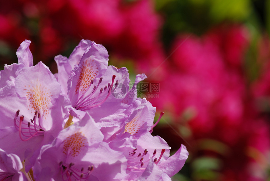 杜鹃宏观花瓣植物花园生长植物群紫色园艺笔记公园图片