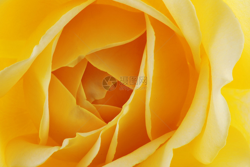 玫瑰黄色宏观香水植物群园艺夫妻花瓣婚礼礼物生长图片