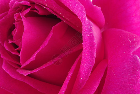 粉红玫瑰宏观生长园艺香水婚礼植物群花瓣植物夫妻礼物背景图片
