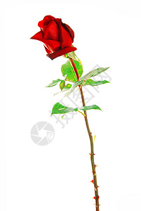 红玫瑰绽放开花高清图片