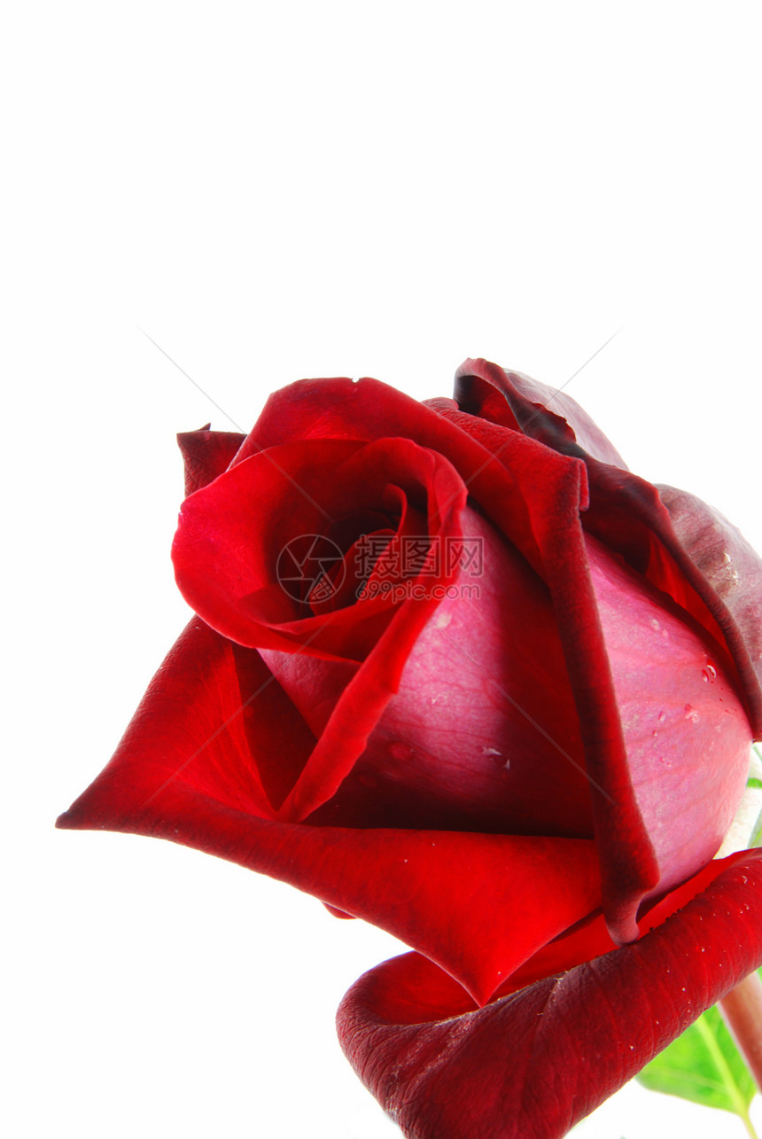 红玫瑰约会礼物念日生日玫瑰热情脆弱性植物庆典花瓣图片