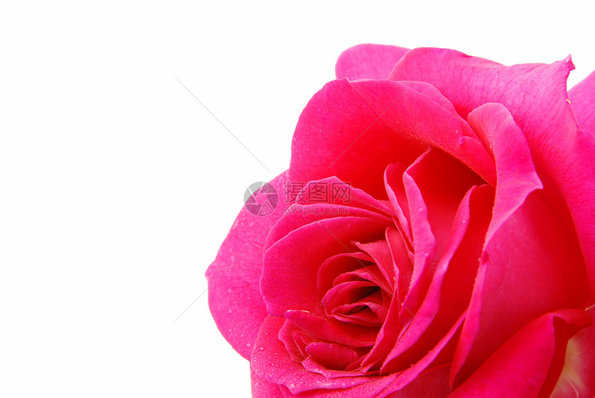 玫瑰园艺宏观生长植物群花瓣夫妻婚礼礼物植物香水图片