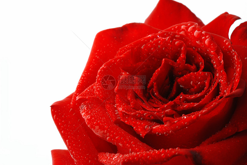 玫瑰露露园艺花瓣婚礼红色香水植物宏观植物群礼物图片
