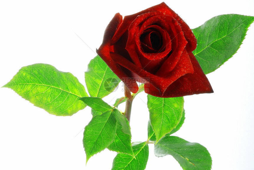 有叶子的红玫瑰树叶植物群园艺浪漫香水婚礼礼物花瓣植物图片