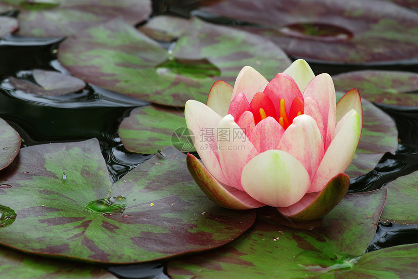 粉红水李植物群叶子荒野花瓣热带池塘情调百合异国植物图片