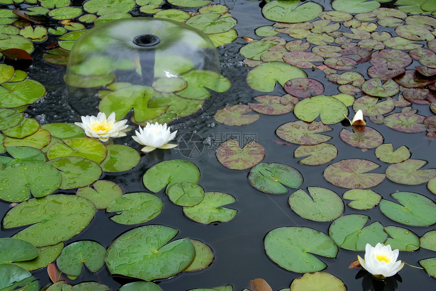 水百里情调花园植物群宏观池塘百合异国荒野树叶冥想图片