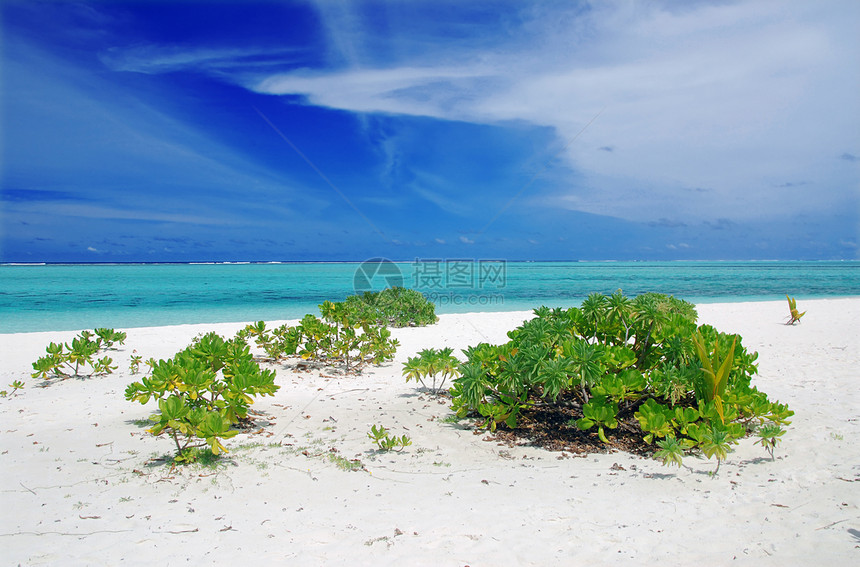 热带热带天堂情调海岸线风景蓝色椰子海浪海岸海景太阳美丽图片